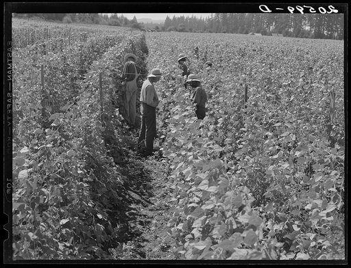 Bean pickers at harvest time. Pickers in foreground came from South Dakota. Oregon, Marion County, near West Stayton