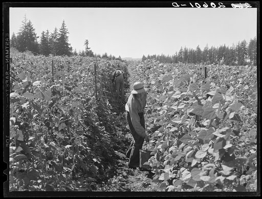 Untitled photo, possibly related to: Bean pickers at harvest time. Pickers in foreground came from South Dakota. Oregon, Marion County, near West Stayton