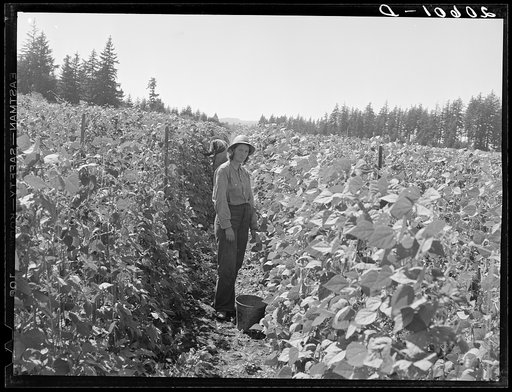 Untitled photo, possibly related to: Bean pickers at harvest time. Pickers in foreground came from South Dakota. Oregon, Marion County, near West Stayton
