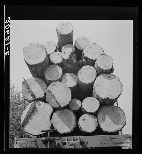 Untitled photo, possibly related to: Oregon, Klamath County, near Klamath Falls. Pelican Bay Lumber Company. Logs hauled to the mill by flat car, then dumped into the mill pond. Note markings on logs. Mills brand their logs like cattle brands and there is likewise rustling of logs