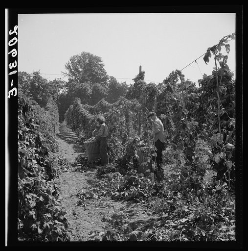 View of hop yard, pickers at work. Near Independence, Polk County, Oregon. See general caption number 45-1