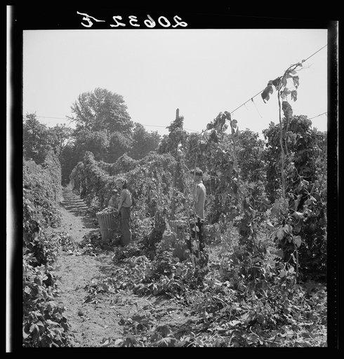 Untitled photo, possibly related to: View of hop yard, pickers at work. Near Independence, Polk County, Oregon. See general caption number 45-1