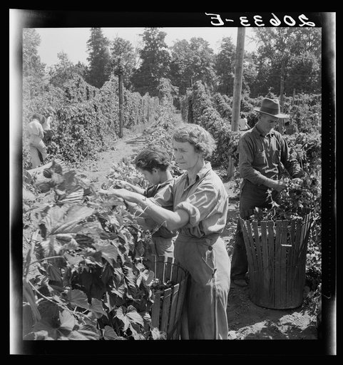 Untitled photo, possibly related to: View of hop yard, pickers at work. Near Independence, Polk County, Oregon. See general caption number 45-1