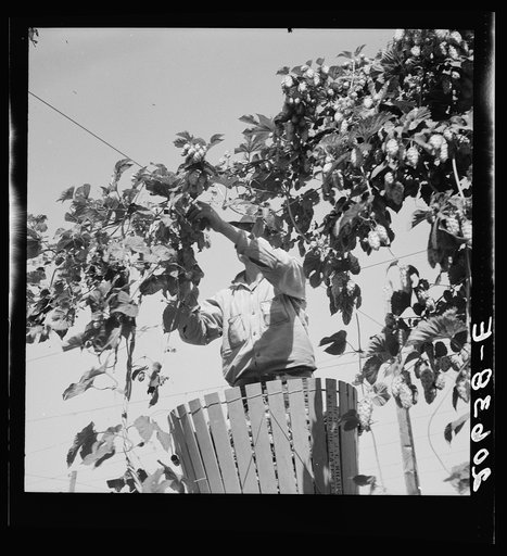 Hop vine and hop picker. Near Independence, Polk County, Oregon. See general caption number 45-1