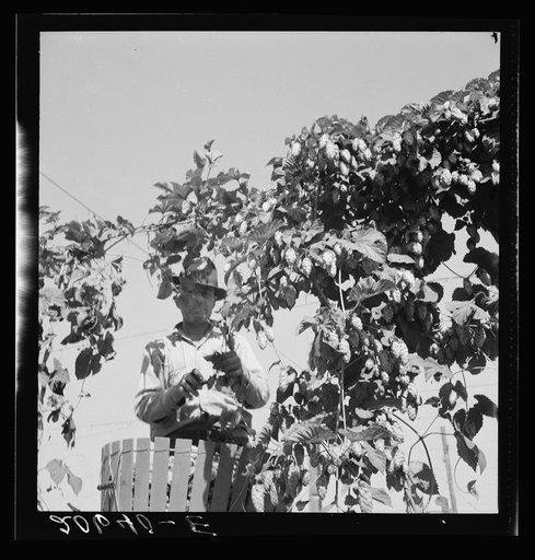 Untitled photo, possibly related to: Hop vine and hop picker. Near Independence, Polk County, Oregon. See general caption number 45-1
