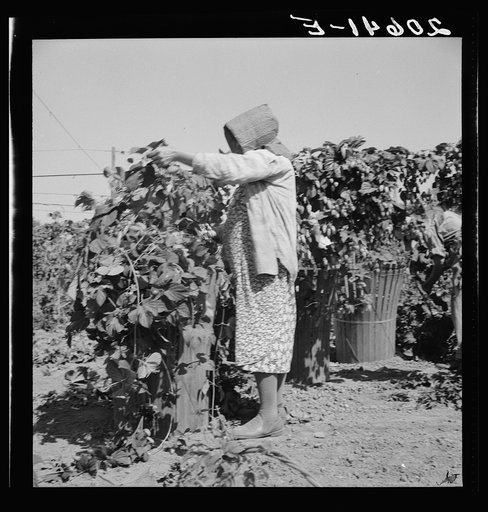 Untitled photo, possibly related to: Migratory field workers in hop field. Near Independence, Oregon