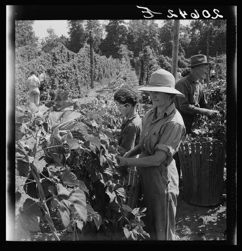 Untitled photo, possibly related to: Migratory field workers in hop field. Near Independence, Oregon