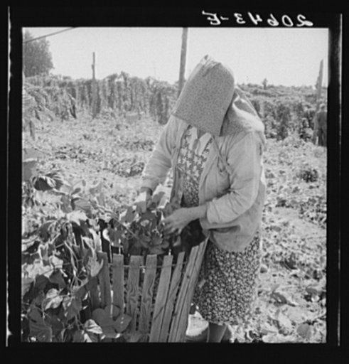 Mother of family now migrants of Pacific coast. Were farm owners in Oklahoma until 1936. Picking hops. Polk County, Oregon. See general caption number 45-1