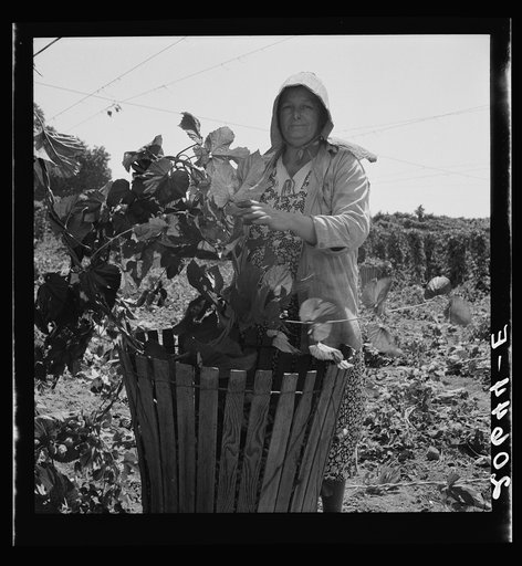 Untitled photo, possibly related to: Migratory field workers in hop field. Near Independence, Oregon