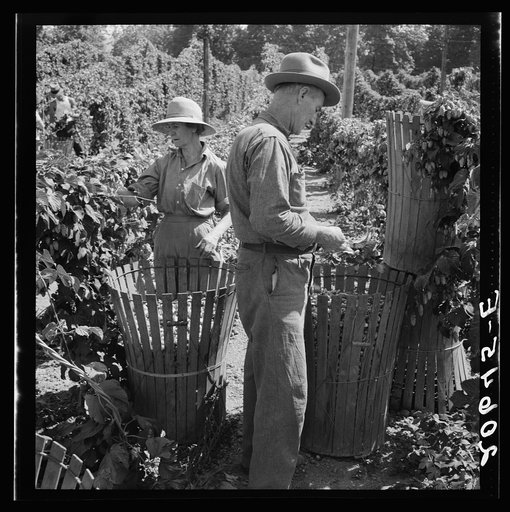 Untitled photo, possibly related to: Migratory field workers in hop field. Near Independence, Oregon