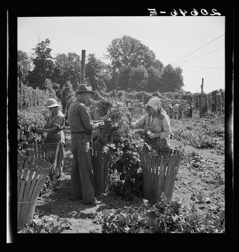 Migratory field workers in hop field. Near Independence, Oregon