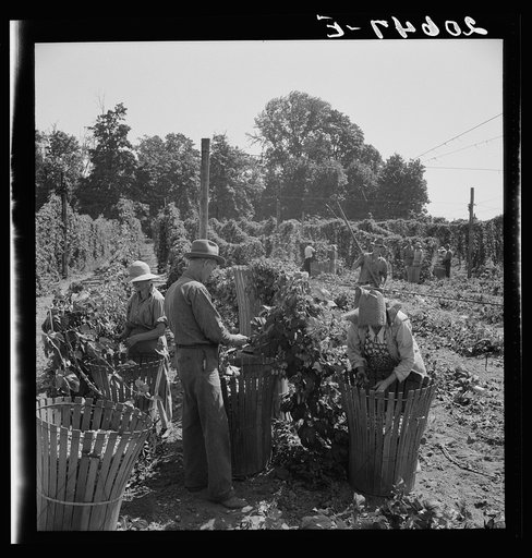 Untitled photo, possibly related to: Migratory field workers in hop field. Near Independence, Oregon