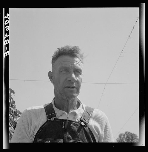Hop picker, once Nebraska farm owner. Near Independence, Polk County, Oregon. See general caption number 45