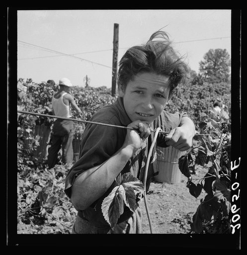 Migratory boy, aged eleven, and his grandmother work side by side picking hops. Started work at five a.m. Photograph made at noon. Temperature 105 degrees. Oregon, Polk County, near Independence. See general caption number 45