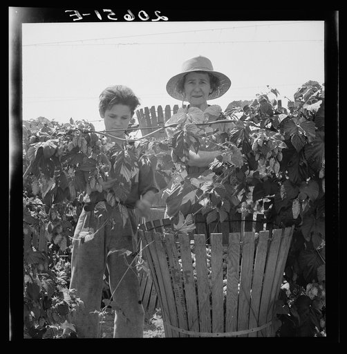Eleven year old boy and his grandmother, migratory, pick hops side by side. Oregon, Polk County, near Independence. See general caption number 45