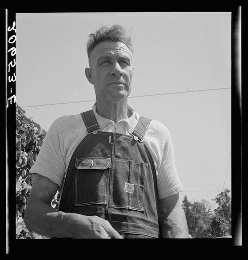 Untitled photo, possibly related to: Hop picker, once Nebraska farm owner. Near Independence, Polk County, Oregon. See general caption number 45