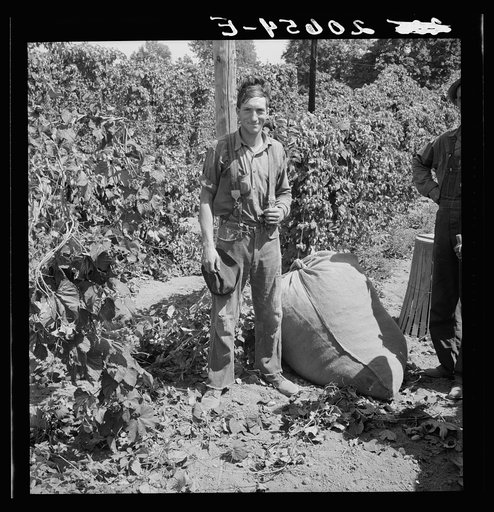 Young migrant worker brings his hops to weigh scales. From five a.m. until noon, when photograph was made, he had picked eighty pounds, which equals eighty cents. Temperature 105 degrees. Oregon, Polk County, near Independence