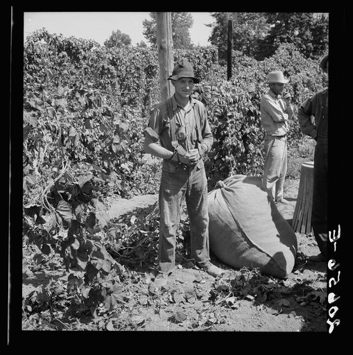 Untitled photo, possibly related to:  Young migrant worker brings his hops to weigh scales. From five a.m. until noon, when photograph was made, he had picked eighty pounds, which equals eighty cents. Temperature 105 degrees. Oregon, Polk County, near Independence