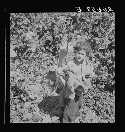 Children work in the hops in Oregon often all day and every day during the picking season. Oregon, Polk County, Independence. See general caption number 45-1