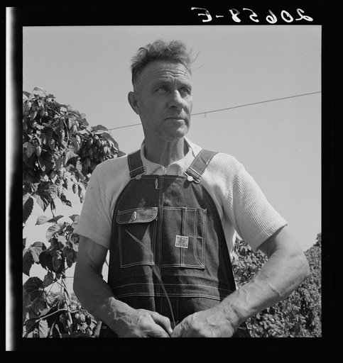 Hop picker, once Nebraska farm owner. Polk County, Oregon. See general caption number 45