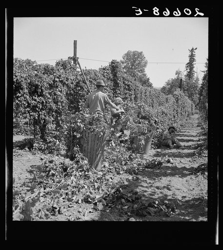 Untitled photo, possibly related to: Migratory field workers in hop field. Near Independence, Oregon