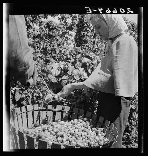 Untitled photo, possibly related to: Migratory field workers in hop field. Near Independence, Oregon