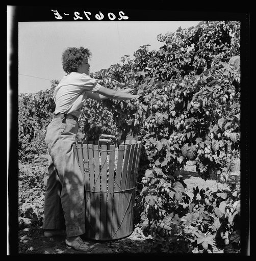 Oregon, Polk County, near Independence. Young wife of ex-logger, migratory field worker, picking hops. General caption number 45-1