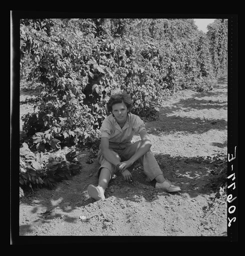 Untitled photo, possibly related to: Independence (vicinity), Polk County, Oregon. Wife of an ex-logger, now a migratory field worker, resting in the shade of the hop vine at noon. General caption 45-1