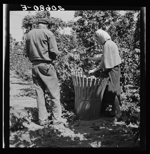 Oregon. Polk County, near Independence. Migratory hop pickers, man and wife, work together. General caption number 45-1