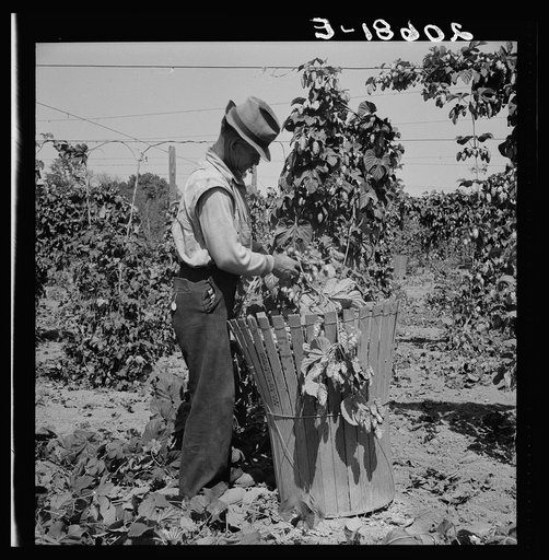 Untitled photo, possibly related to: Migratory field workers in hop field. Near Independence, Oregon