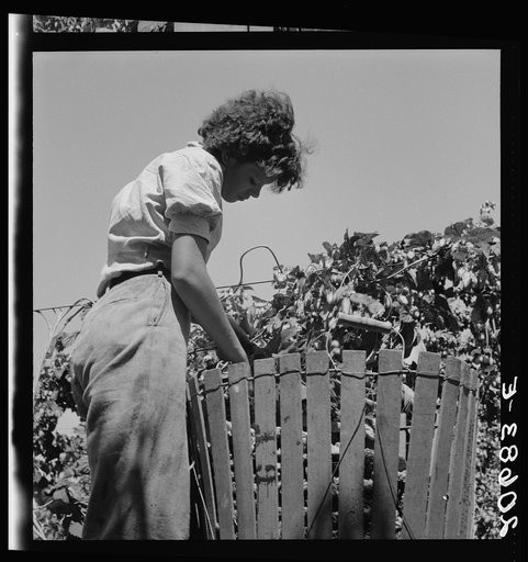 Untitled photo, possibly related to: Independence (vicinity), Polk County, Oregon. Wife of an ex-logger, now a migratory field worker, resting in the shade of the hop vine at noon. General caption 45-1