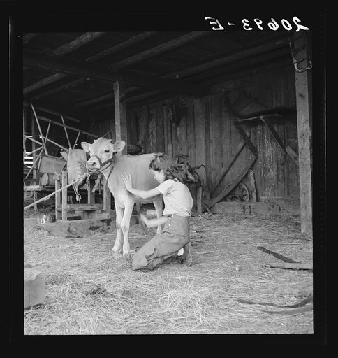 Untitled photo, possibly related to: Young girl, daughter of small pear farmer tends her calf. She belongs to the 4-H Club, the largest movement among rural youth in America. Oregon. Jackson County, near Medford