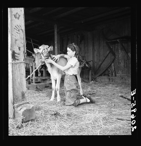 Untitled photo, possibly related to: Young girl, daughter of small pear farmer tends her calf. She belongs to the 4-H Club, the largest movement among rural youth in America. Oregon. Jackson County, near Medford