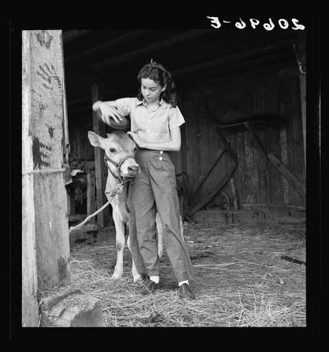 Untitled photo, possibly related to: Young girl, daughter of small pear farmer tends her calf. She belongs to the 4-H Club, the largest movement among rural youth in America. Oregon. Jackson County, near Medford