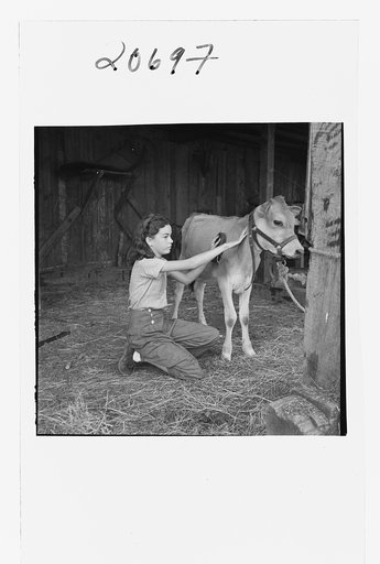 Young girl, daughter of small pear farmer tends her calf. She belongs to the 4-H Club, the largest movement among rural youth in America. Oregon. Jackson County, near Medford