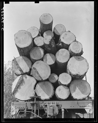 Oregon, Klamath County, near Klamath Falls. Pelican Bay Lumber Company. Logs hauled to the mill by flat car, then dumped into the mill pond. Note markings on logs. Mills brand their logs like cattle brands and there is likewise rustling of logs