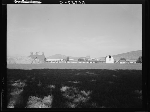 Washington, Yakima Valley, Moxee Valley district. Looking across alfalfa field, late afternoon. Shows layout of French Canadian farm with characteristic type barn and hop kiln and cabins for housing migratory pickers when season opens