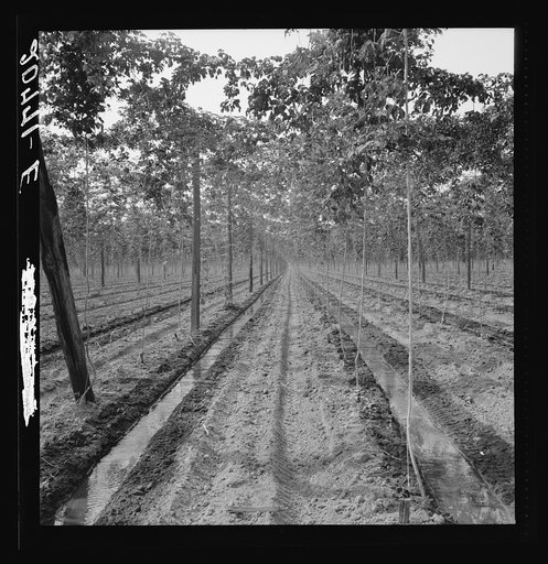 Untitled photo, possibly related to: Washington, Yakima Valley. Hop yard, shows poles, wires, irrigation ditch and hop vine, three weeks before picking time