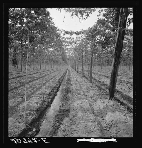 Washington, Yakima Valley. Hop yard, shows poles, wires, irrigation ditch and hop vine, three weeks before picking time