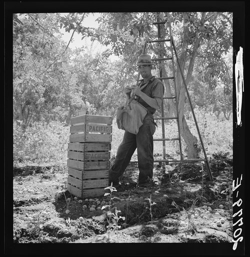 Washington, Yakima Valley. Migrant fruit picker (single) takes rest in the mid-morning. General caption number 3A