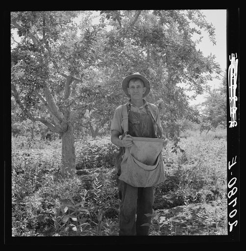 Washington, Yakima Valley. "Fruit tramp." Note design of pear strap, to balance weight of the pears. Contrast with another fruit sack shown by negative 20874-E