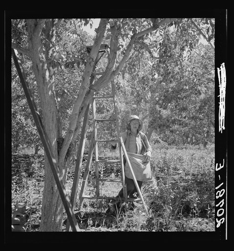 Untitled photo, possibly related to: Dumping full sack of picked pears to lug box, which will be trucked to the packinghouse. Note design of picking sack which opens from bottom. Washington, Yakima Valley. See general caption number 34