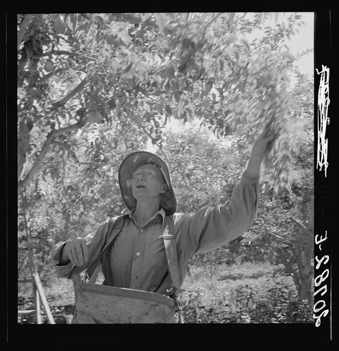 Untitled photo, possibly related to: Dumping full sack of picked pears to lug box, which will be trucked to the packinghouse. Note design of picking sack which opens from bottom. Washington, Yakima Valley. See general caption number 34