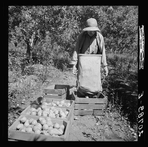 Dumping full sack of picked pears to lug box, which will be trucked to the packinghouse. Note design of picking sack which opens from bottom. Washington, Yakima Valley. See general caption number 34