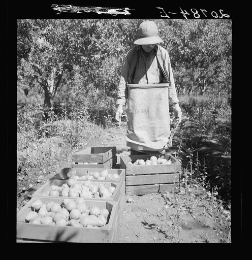 Untitled photo, possibly related to: Dumping full sack of picked pears to lug box, which will be trucked to the packinghouse. Note design of picking sack which opens from bottom. Washington, Yakima Valley. See general caption number 34