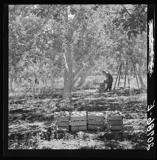 Harvesting pears, Pleasant Hill Orchards. Washington, Yakima Valley. See general caption number 34