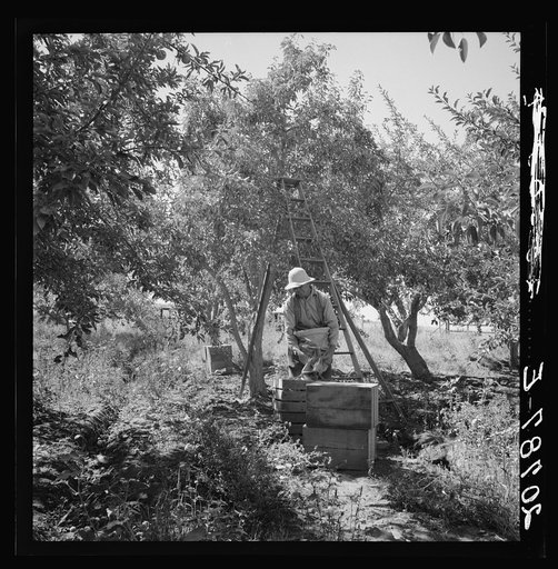 Untitled photo, possibly related to: Dumping full sack of picked pears to lug box, which will be trucked to the packinghouse. Note design of picking sack which opens from bottom. Washington, Yakima Valley. See general caption number 34