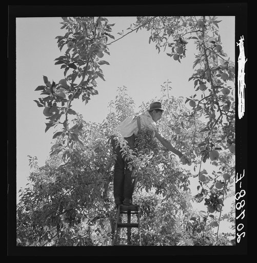 Untitled photo, possibly related to: Harvesting pears requires agility and balance. Washington, Yakima Valley. See general caption number 34