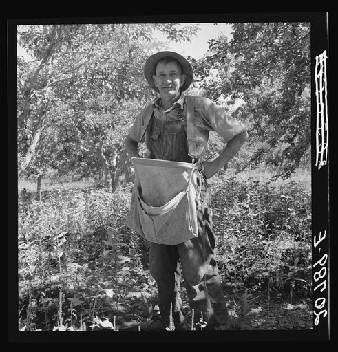 "Fruit tramp." Note design of pear strap, to balance weight of the pears. Washington, Yakima Valley. See general caption 34