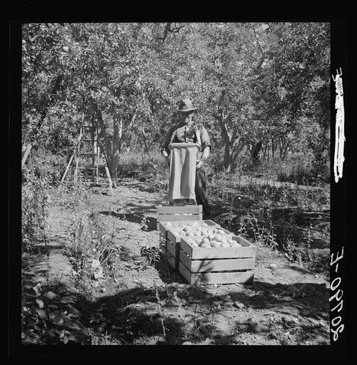 Untitled photo, possibly related to: Harvesting pears, Pleasant Hill Orchards. Washington, Yakima Valley. See general caption number 34